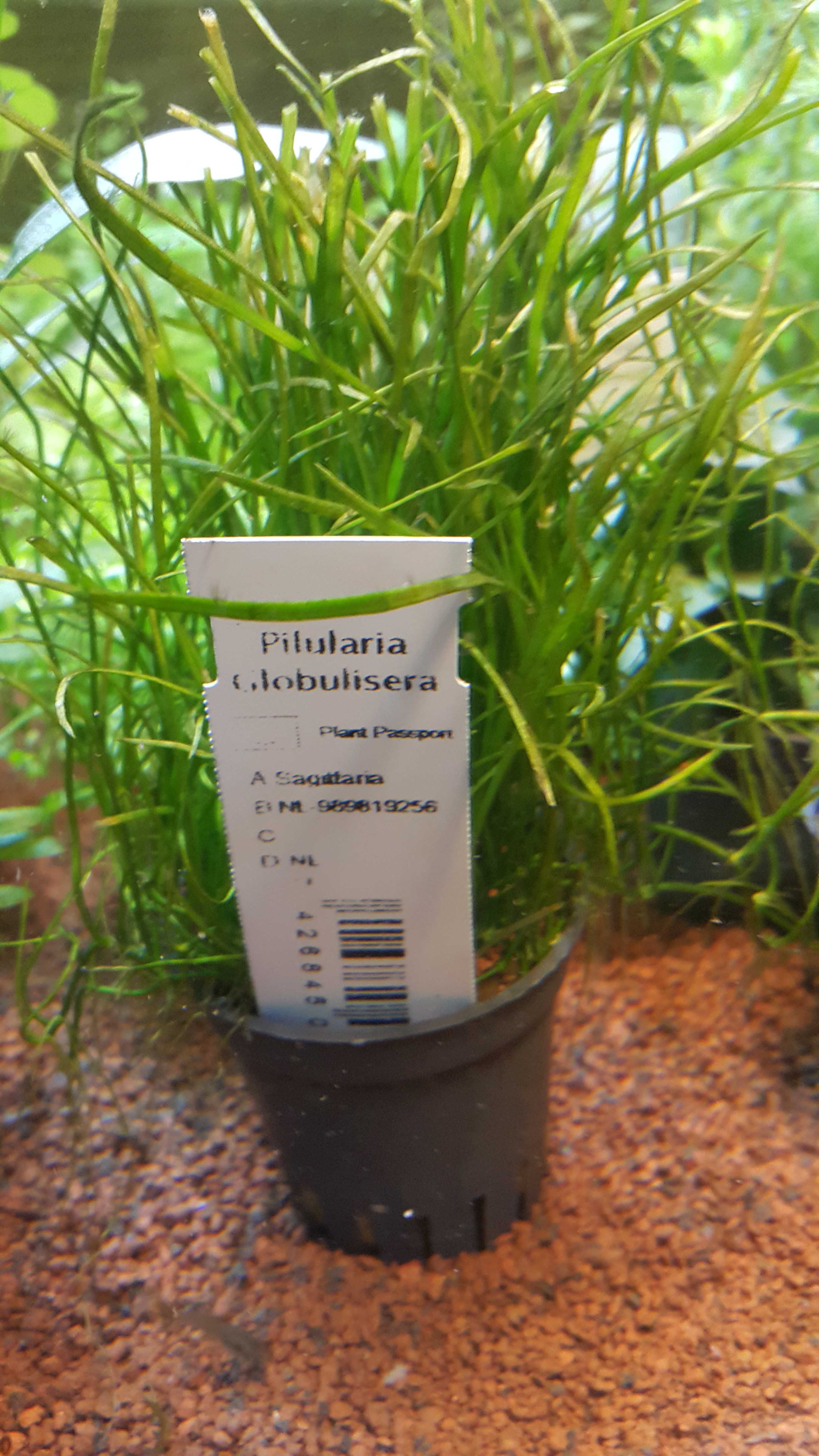 Pilularia Globulisera/Rośliny akwariowe w koszyczkach