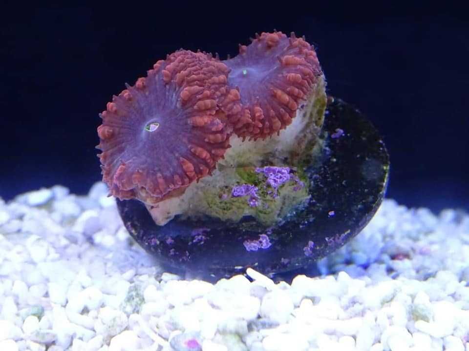 koralowiec blastomussa