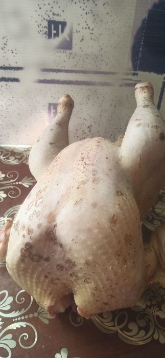 Індюшатина , м'ясо індика , индюк