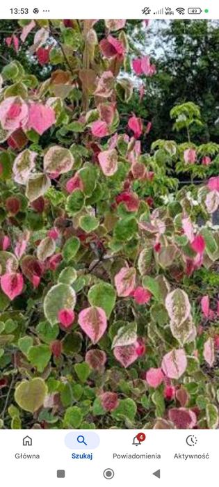 Judaszowiec Carolina sweetheart