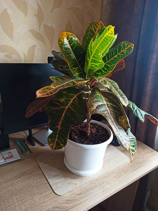 Денежное дерево - Красула,, Кротон.