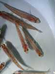 Sandacz narybek ,