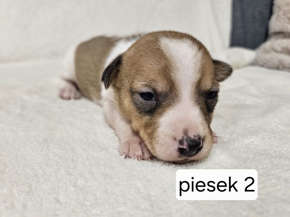 Piesek Jack Russell Terrier