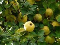 Marmelos biológicos