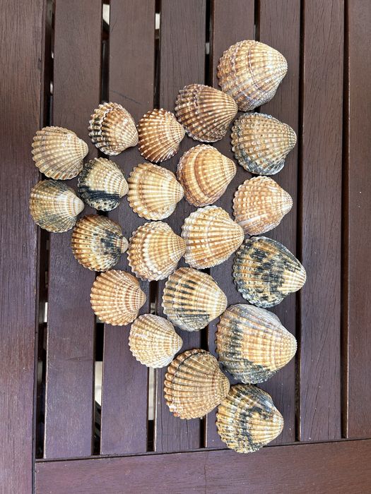 Vendo conchas para decoracao.
