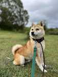 Niezależny i czuły 6-latek w typie shiba inu