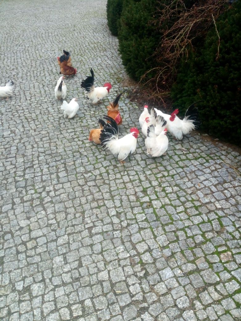 Kurki schabo na sprzedaż