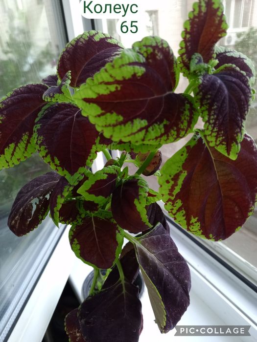 Шлюмбергера варієгатна. Епіпремнум. Ріпсалідопс