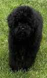 Dziewczynka Cavapoo F1b Mulan