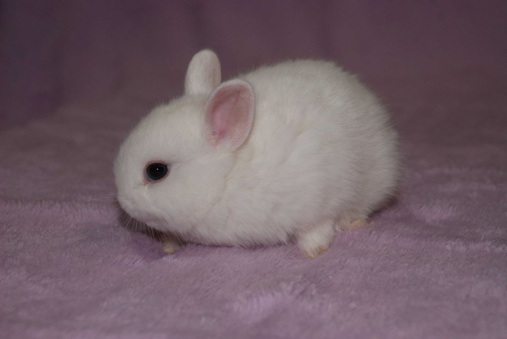 минилоп - мини кролик - крошки крольчата малыши