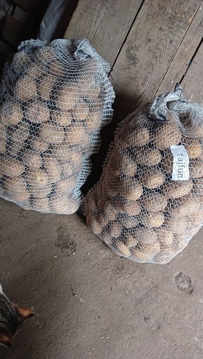 Ziemniaki Odmiana Tajfun