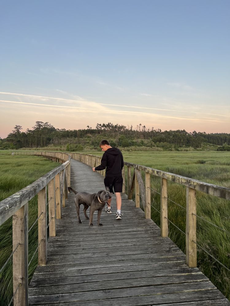 Passeio com cão/ Dog walking/ Вигул собак