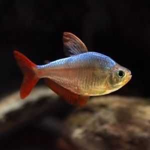 Bystrzyk kolumbijski - Sklep AKWAREKS