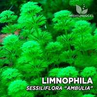 (PREÇO NAO NEGOCIAVEL)Podas de limnophila sessiliflora