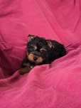 Piesek Yorkshire terrier