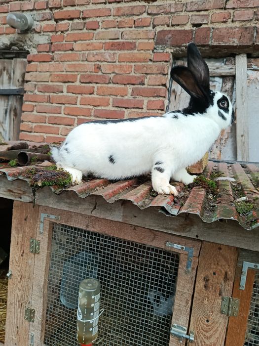 Sprzedam króliki ras