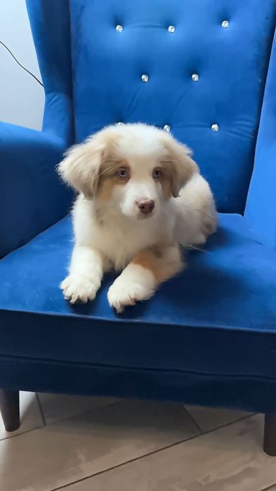 Owczarek miniaturowy amerykański miniatura owczarka australijskiego