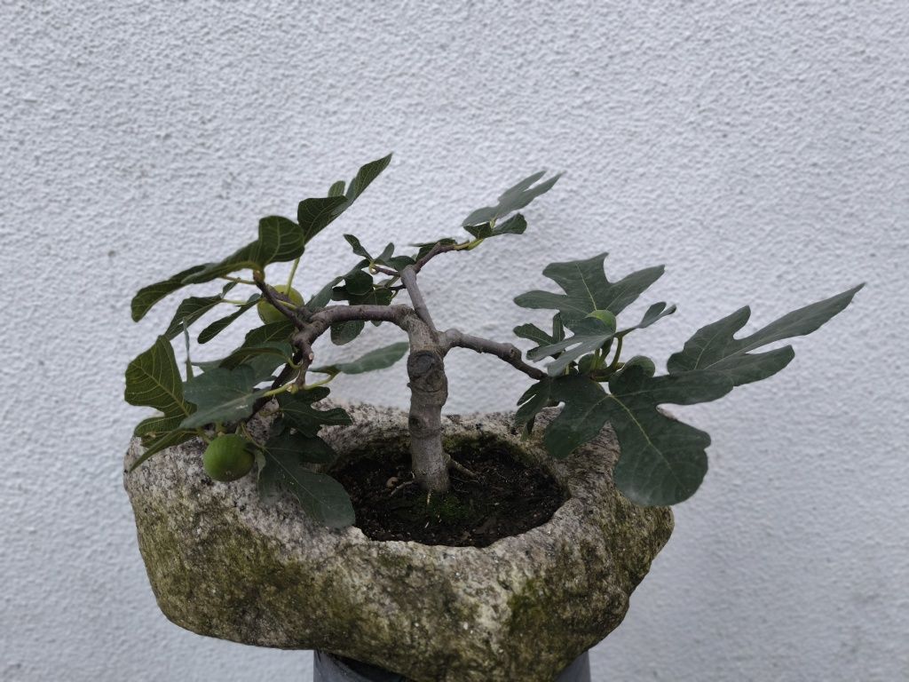 Bonsai de figueira com fruto
