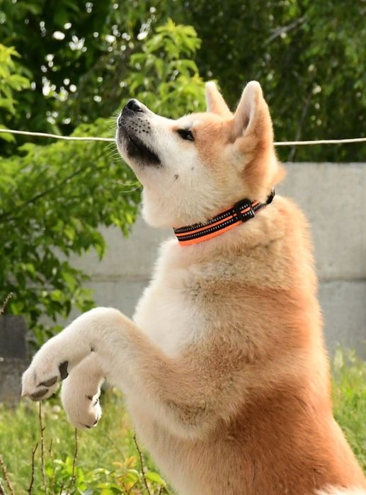 Акита ину, кобель,  Срочно.