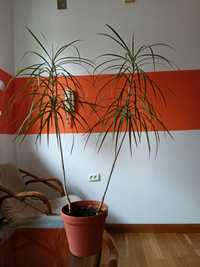 Kwiat Dracena w doniczce