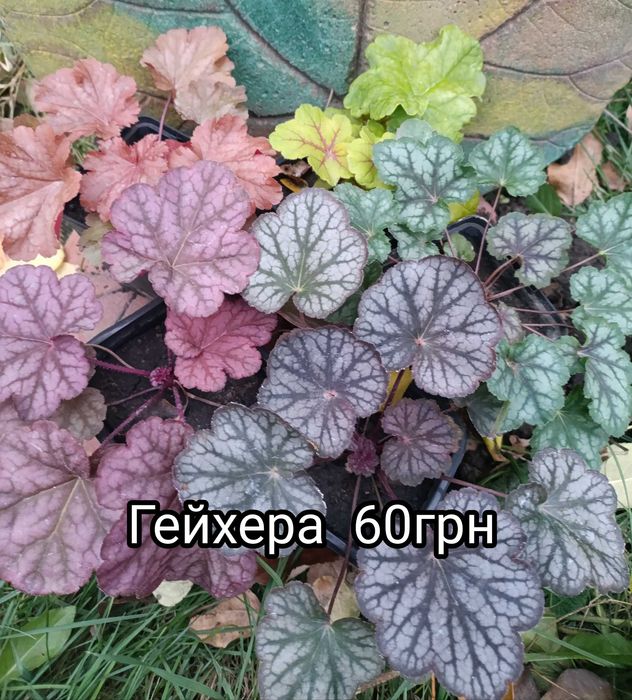 Гейхера. Саджанці. Декоративні рослини. Для тіні