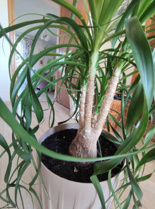 Nolina - stopa słonia