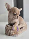 Chihuahua**Cudowny Kremowy Chłopczyk**