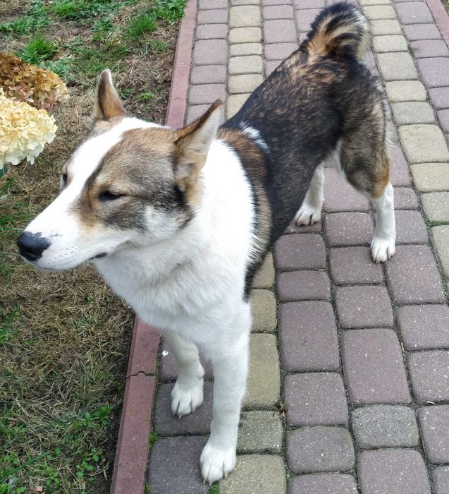 Zaginął pies Dino!