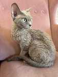 Kotka Devon Rex szuka swoich ludzi