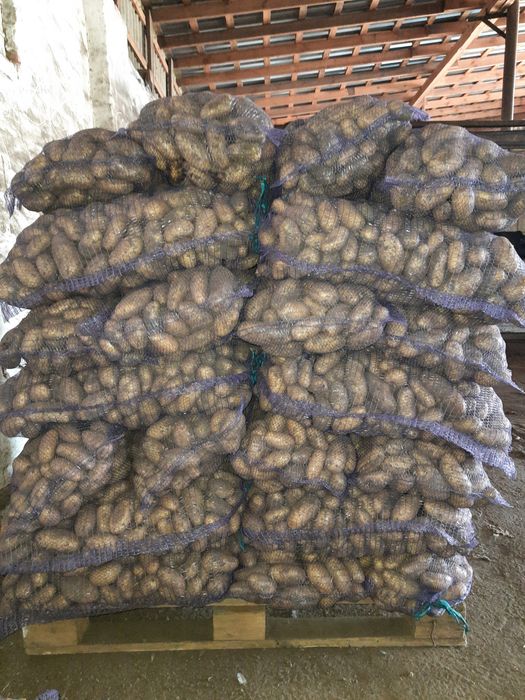 Продам картоплю Гранада (Опт)