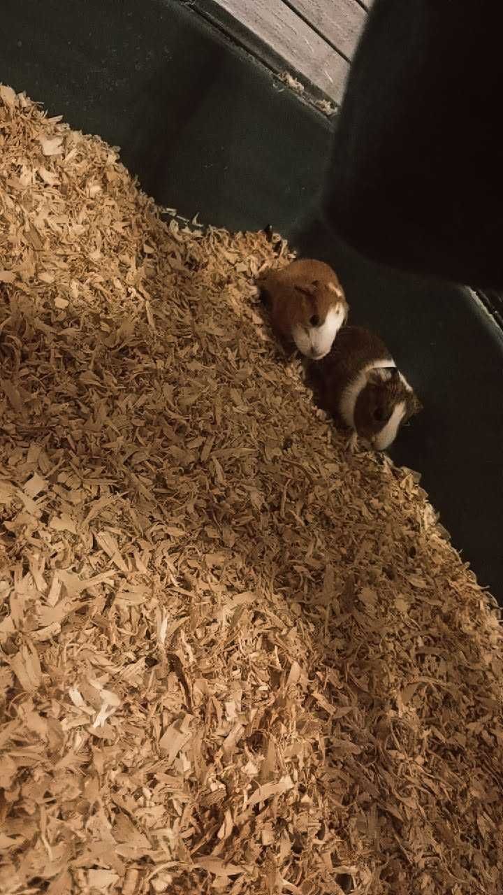 Małe świnki morkie do oddania