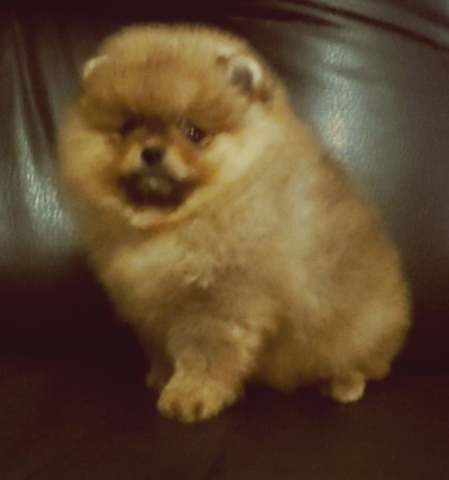 Девочка оранж,мишутка