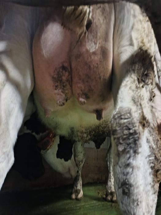 Byczek mięsny cielak