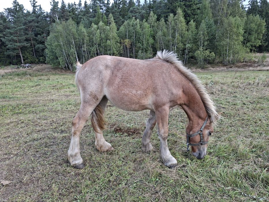 Sprzedam zrebicę zimnokrwistą