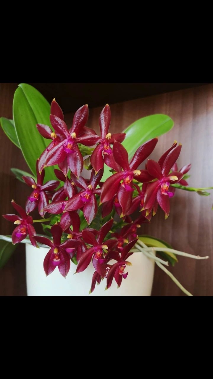 Орхидея Cornu-cervi x Violacea Indigo