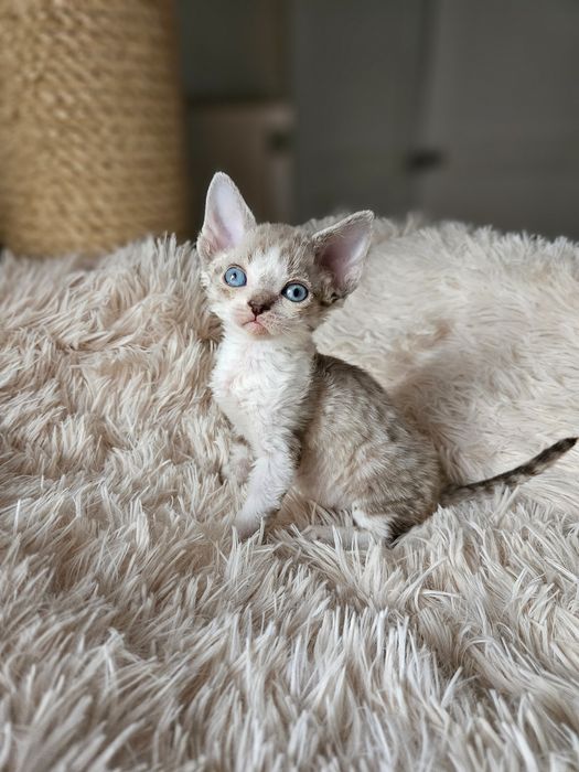 Kotka Devon Rex czarny point