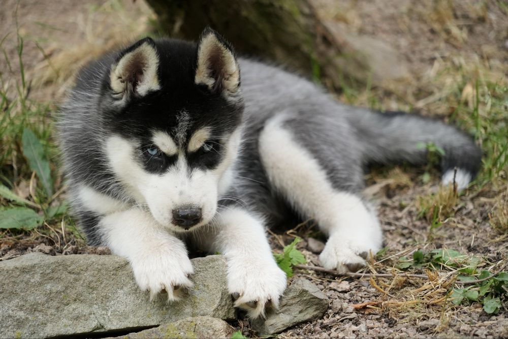 Niebieskooka przepiękna dziewczynka Siberian Husky FCI