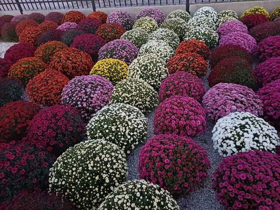 Chryzantemy drobnokwiatowe