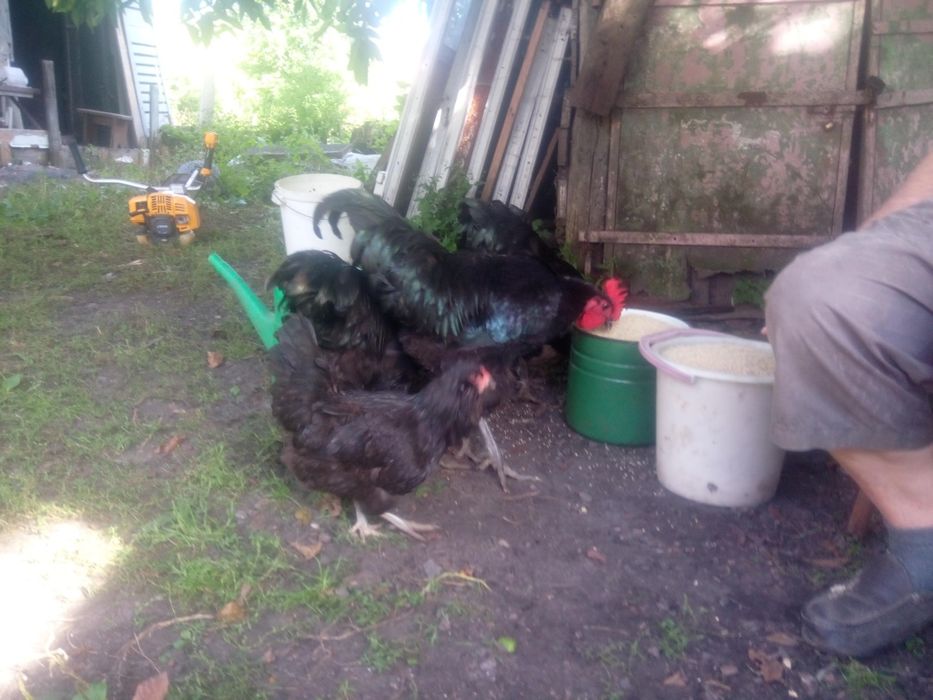 Півні джерсійський гігант