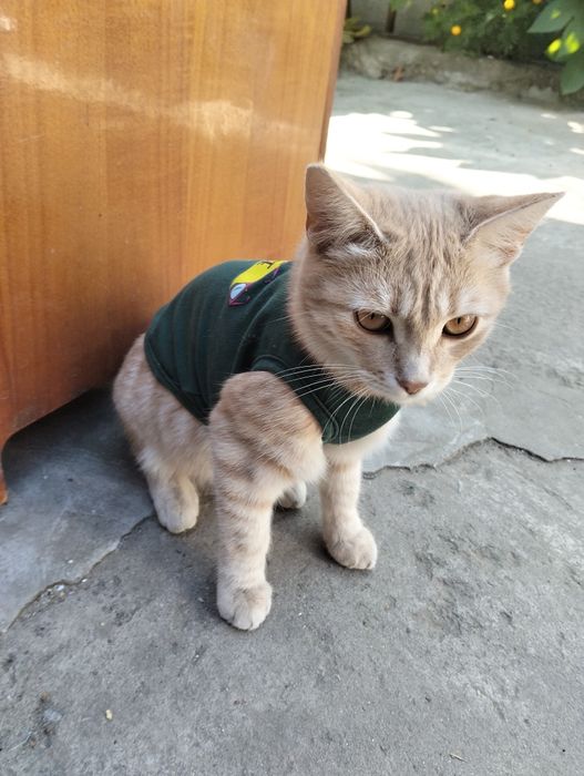 Киця Соня,віддам в добрі руки,весела,лагідна дівчинка