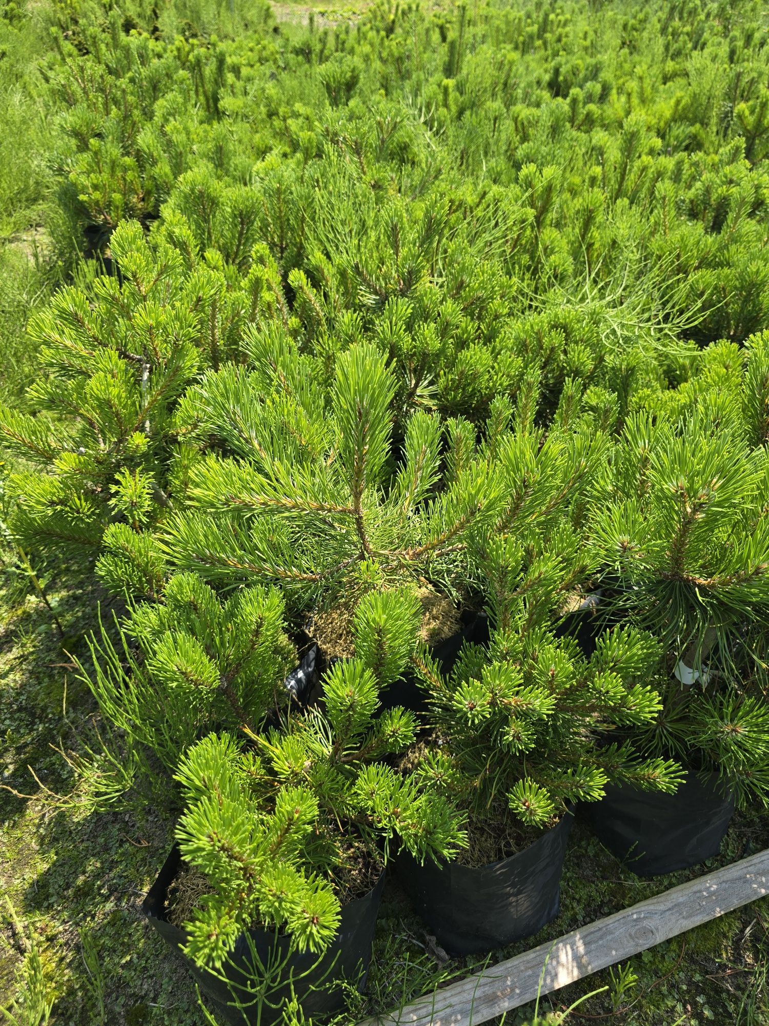 Kosodrzewina 20-40 cm Sosna górska pumilio rotundata