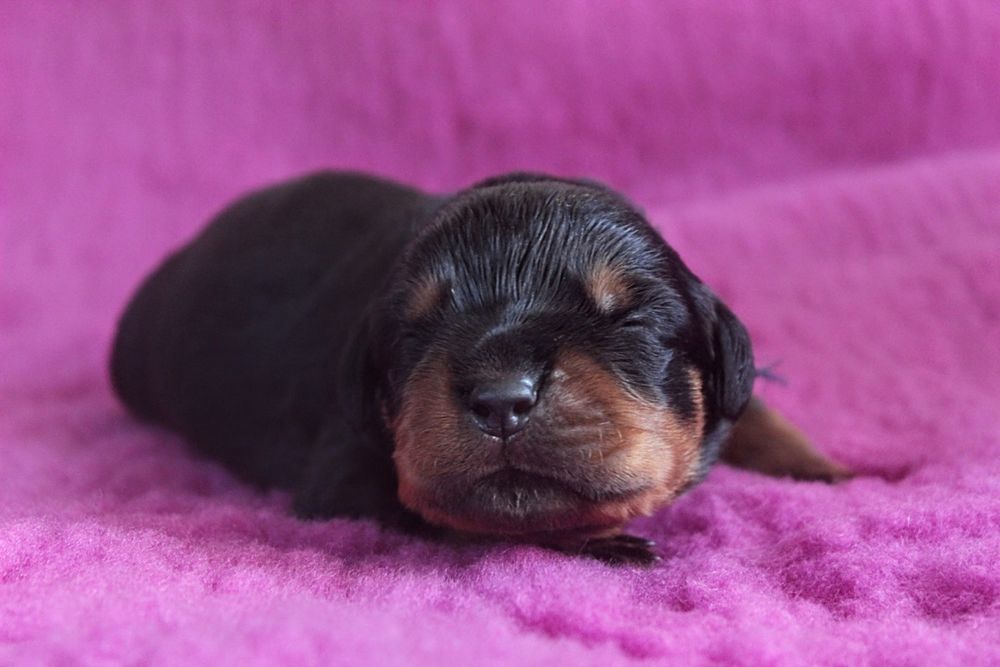 Szczenię Rottweiler, 100% Import Rodowód, Ojciec ADRK - Samiec