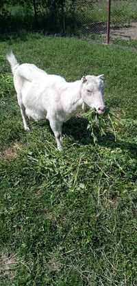 Ламанча, коза, 3,5 года