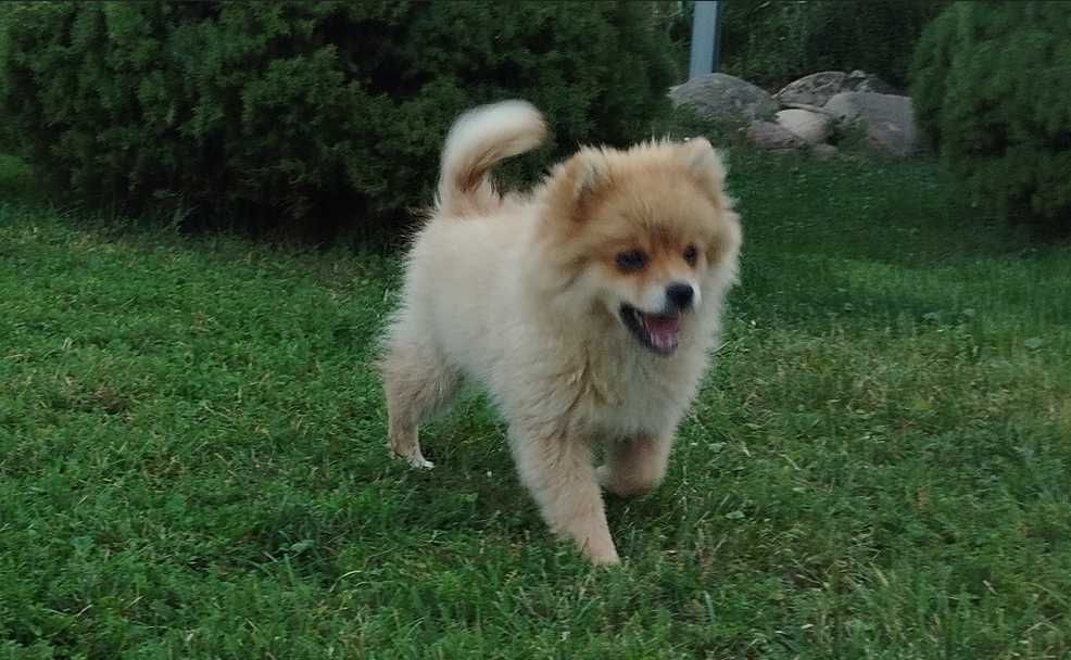Szpic Miniaturowy szczeniak Pomeranian z rodowodem