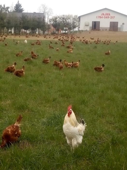 Jajka wiejskie  z wolnego wybiegu