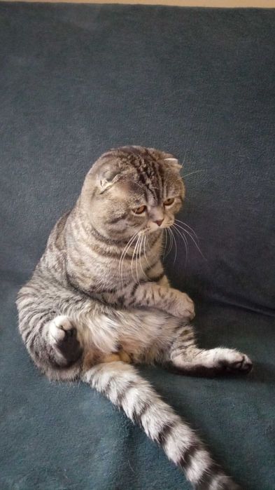 Вязка скотиш фолд