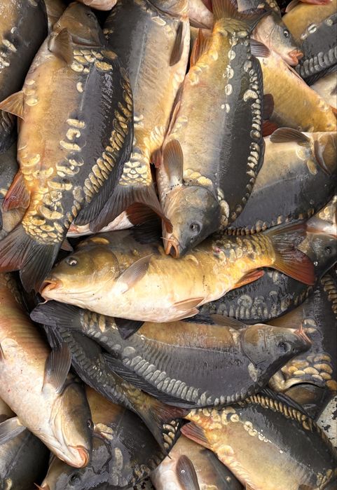 Karp handlowy, duze ilosci