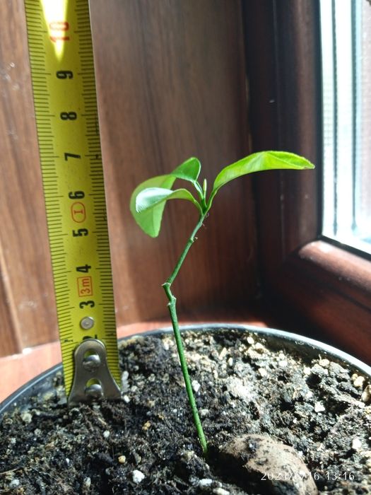 Маленький мандарин.