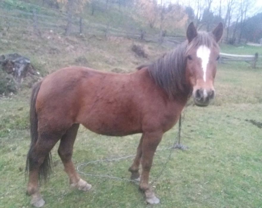 продам кобилу вік 8 років