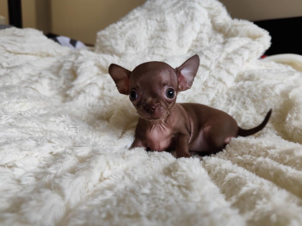 Mini Czekoladowa  dziewczynka chihuahua